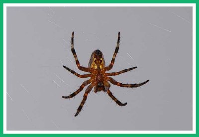Why do spiders hang upside down?