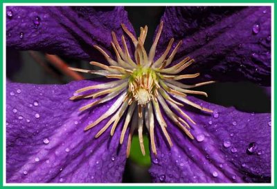 Clematis blossom.