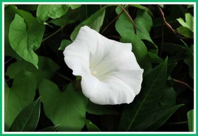 Lily, bulbous plant having trumpet shaped flowers..