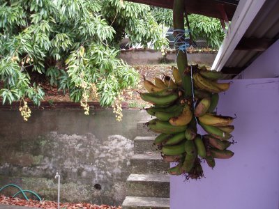 regime de banane