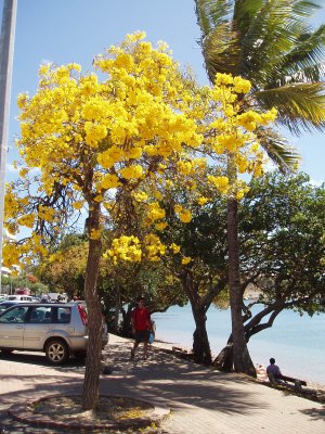 arbre en fleur baie des citrons