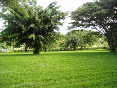 2-Magnifique arbres dj, bcp de place pour jardins tropicaux
