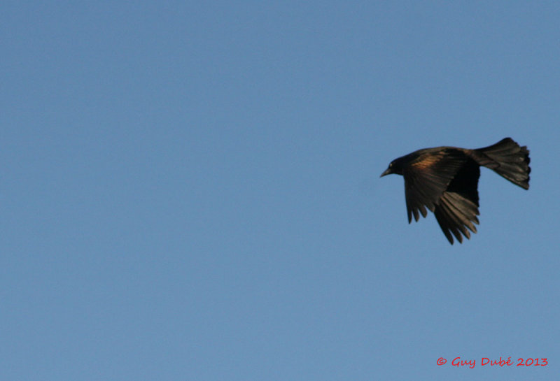 Corbeau / Common Raven