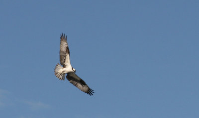 Balbuzar pcheur / Osprey