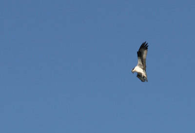 Balbuzar pcheur / Osprey