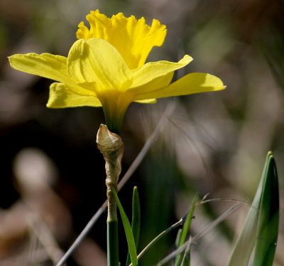 One of the first flowers in this spring|