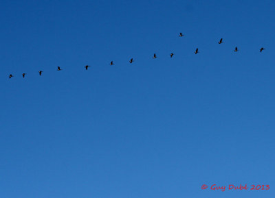 Bernaches du Canada ou outardes / Canada geese