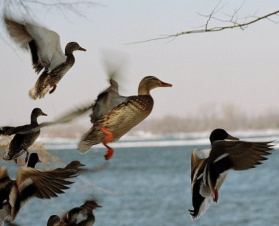 Ducks in action