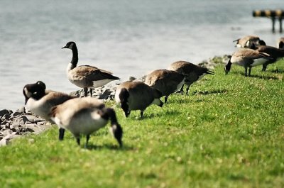 Geese 2