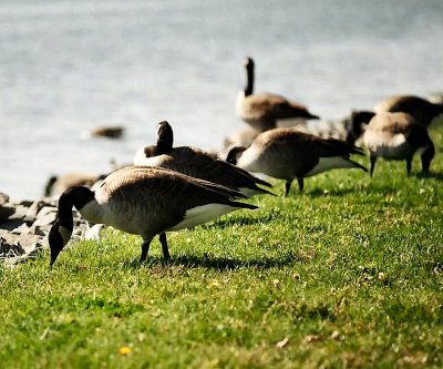 Geese 4