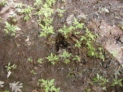 acres07-019-hikes14.jpg