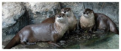 Three friends