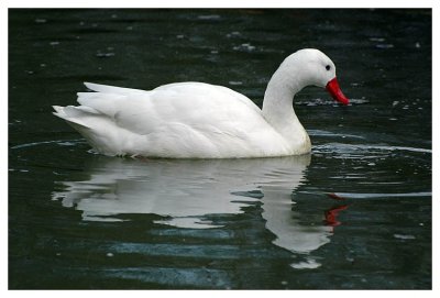 White duck