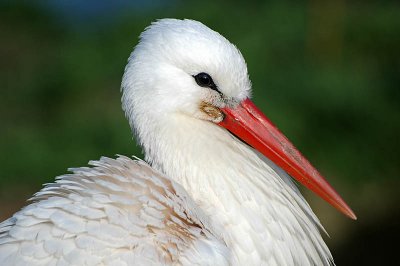 Stork