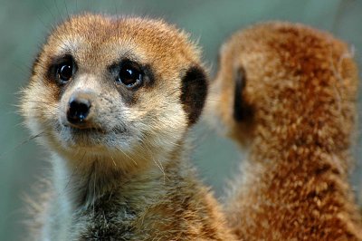 Meerkat