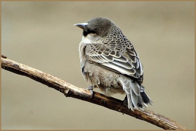 Sparrow