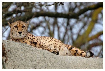Gepard