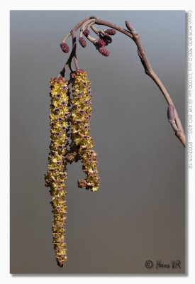 Alnus glutinosa