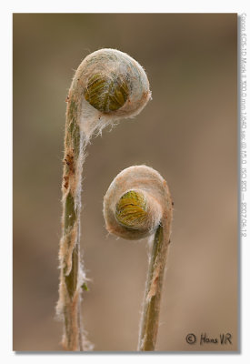 Osmunda regalis