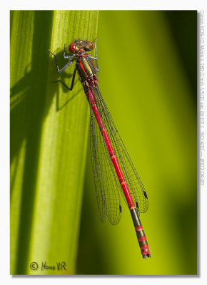 Pyrrhosoma nymphula