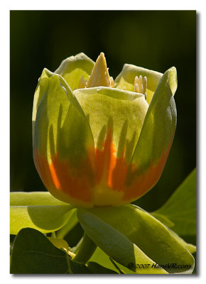 Liriodendron tulipifera