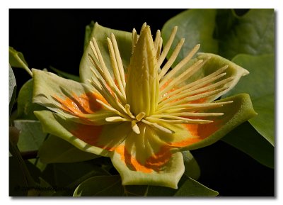 Liriodendron tulipifera