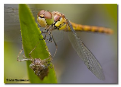 newborn Sympetrum