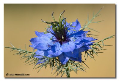 Nigella damascena