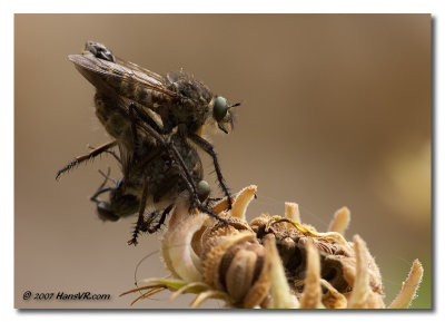 Robber fly at our place