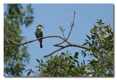 European Bee-eater, Merops apiaster