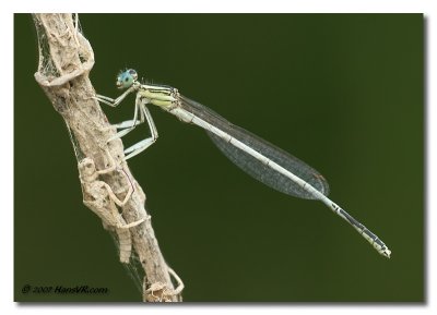 Platycnemis latipes