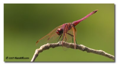 Trithemis annulata