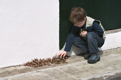 Street weed