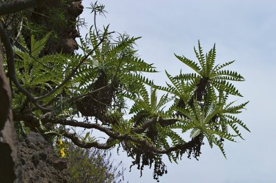 Woody Sonchus (related to the European Saw Thistle)