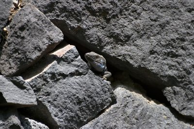 Peep !