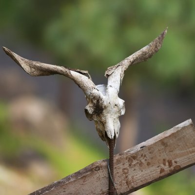 Canary Island goat, whats left of it.