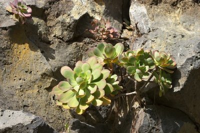 There are at least 11 different endemic species of Aeonium on La Palma.