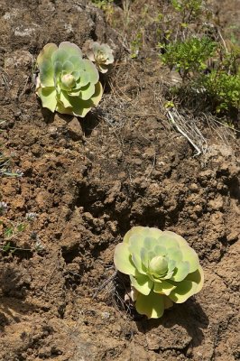 Aeonium