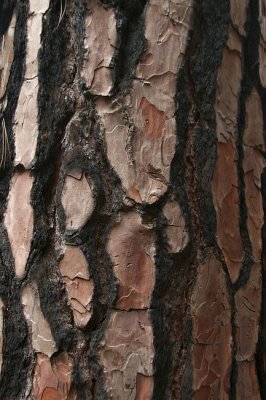 Pinus canariensis, bark