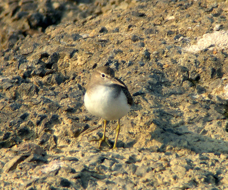 Spotted Sandpiper