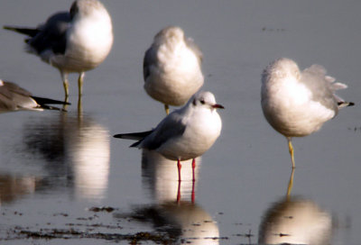 Black-headed Gull