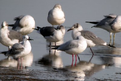 Black-headed Gull