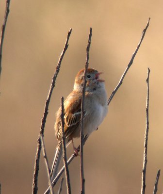 Field Sparrow
