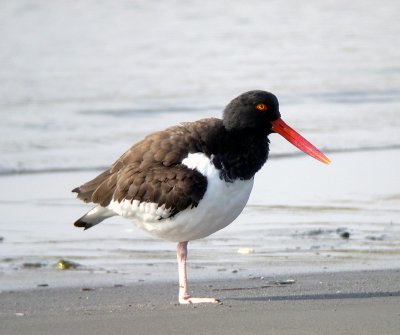 American Oystercatcher