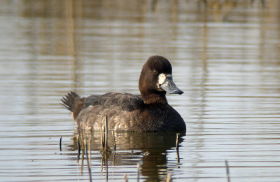 Lesser Scaup