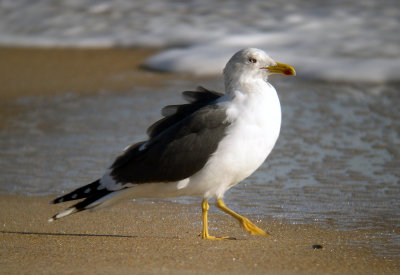 Lesser Black-backed Gull