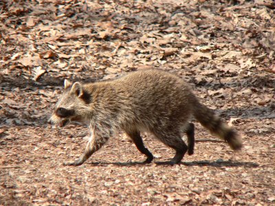 Raccoon