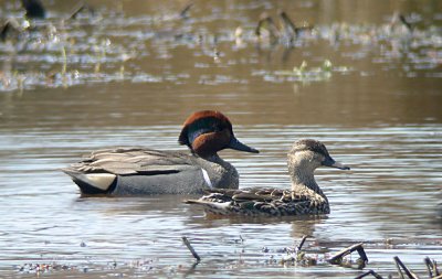 Green-winged Teal