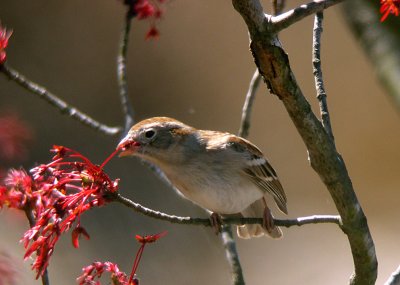 Field Sparrow nipping at maple tree flowers