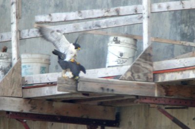 Peregrines copulating
